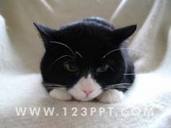 Kitten 2 Photo Image