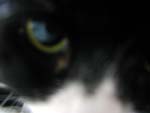 Cats Eye Detail presentation photo