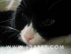 Kitten Watching Photo Image
