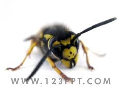 Wasp Face Detail Photo Image