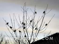 Sparrow Birds in Tree Photo Image