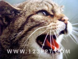 Wild Cat Photo Image