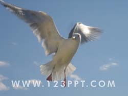 Flying bird Gull  Photo Image