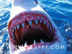 Great White Shark Photo Image