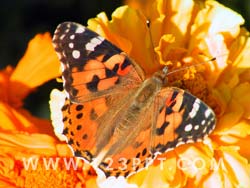 Butterfly Photo Image