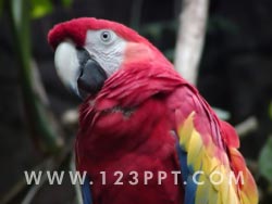 Red Macaw Parrot Photo Image