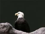 American Bald Eagle presentation photo