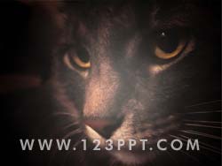 Domestic Cat Photo Image