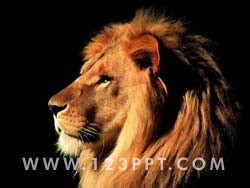 Lion Photo Image
