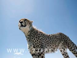 Cheetah Standing Photo Image