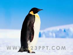 Penguin Photo Image