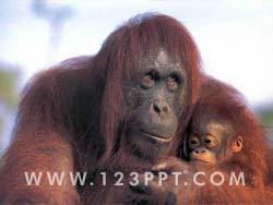 Orangutan Ape & Young Photo Image