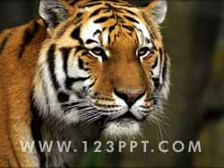 Tiger Photo Image