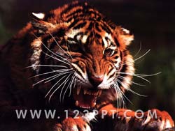 Tiger Growling Photo Image