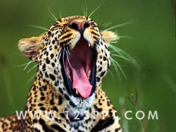 Leopard Photo Image