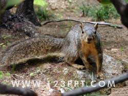 Grey Squirrel Photo Image