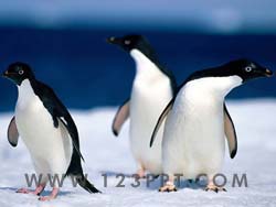 Penguins Photo Image
