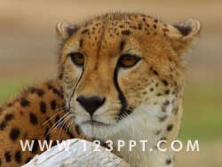 Cheetah Photo Image