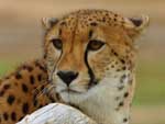 Cheetah presentation photo
