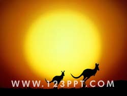 Kangaroos in Australia Photo Image