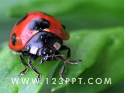 Ladybug Photo Image