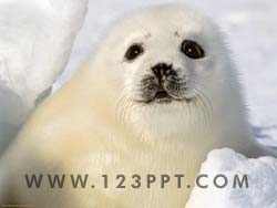 Baby Seal Photo Image