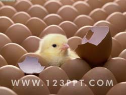 Chick Hatching Photo Image