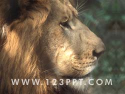 Male Lion Photo Image