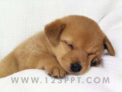 Puppy Photo Image