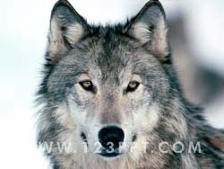 Wolf Photo Image