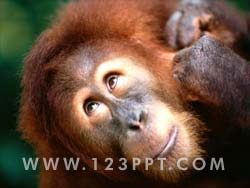 Orangutan Photo Image