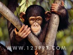 Chimpanzee Photo Image