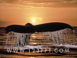 Humpback Whale Photo Image