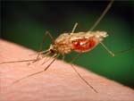 Mosquito presentation photo