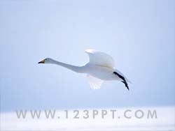 Flying Goose Photo Image