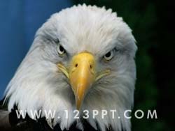 Bald Eagle Photo Image