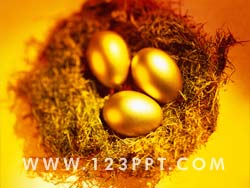 Easter Eggs Photo Image