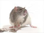 Rat Race presentation photo
