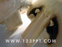Mushroom Slice Photo Image