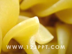 Pasta Detail  Photo Image