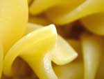 Pasta Detail  presentation photo