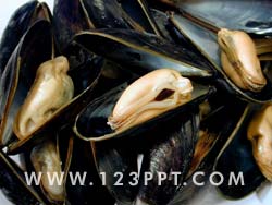 Mussels Photo Image