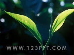 Tea Leaf Photo Image