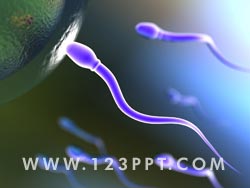 Sperm Photo Image