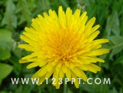 Dandelion Bloom Photo Image