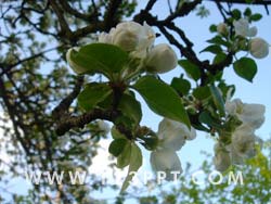 Apple Blossom Photo Image