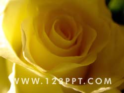 Yellow Rose Photo Image