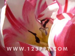 Red & White Tulip Flower Photo Image