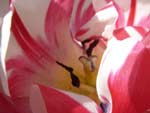 Red and White Tulip presentation photo