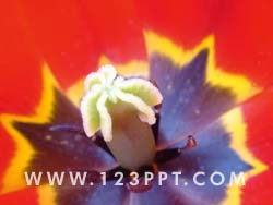 Red & Yellow Tulip Flower Photo Image